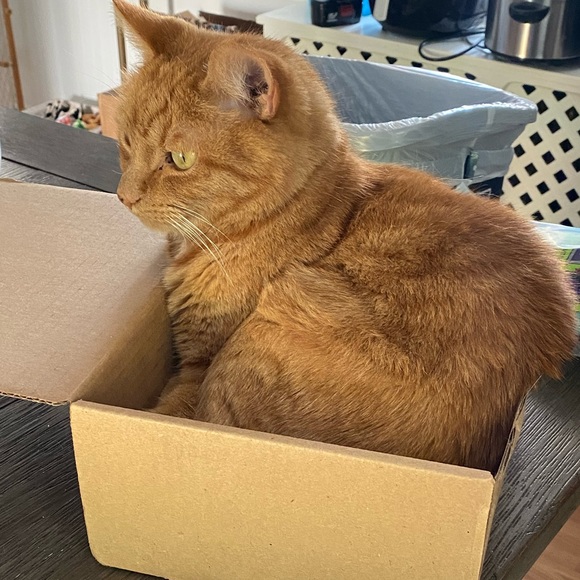 Meet your Posher, Otto - Picture 12 of 16